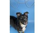 Ladybird Australian Shepherd Adult Female