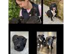 Belle Mixed Breed (Medium) Puppy Female