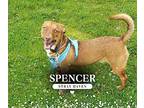 Red (Spencer) Chihuahua Young Male