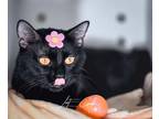 Freddy Domestic Shorthair Young Male