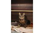 73375a Eevee-Pounce Cat Cafe Domestic Mediumhair Adult Female