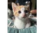 S'more American Bobtail Kitten Female