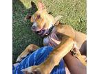 Joel American Staffordshire Terrier Adult Male
