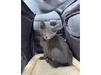 Dobby 2 Russian Blue Male