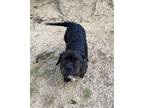 Pickles Scottie, Scottish Terrier Adult Male
