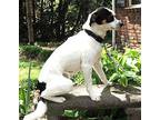 PLAYFUL PAI PAI Jack Russell Terrier Adult Male