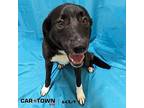 Ellie Labrador Retriever Young Female