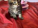 Maine Coon Lucky