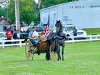 All Around Reg Twh Blue Roan Gelding