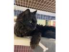 Jeter Domestic Longhair Senior Male