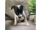 Chicken Mixed Breed (Medium) Puppy Male