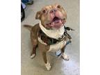 Camo American Pit Bull Terrier Young Male