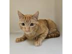 Marmalade Domestic Shorthair Young Male
