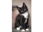 Tibbs Domestic Mediumhair Young Male