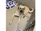 Ava May Anatolian Shepherd Adult Female