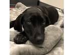 Keava Mixed Breed (Large) Puppy Female