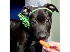 Whitney Houston Mixed Breed (Medium) Puppy Female