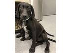Lollie Mixed Breed (Large) Puppy Female