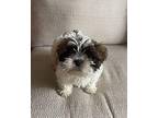 Mochi Shih Poo Puppy Female