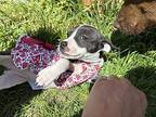 Carrie Mixed Breed (Medium) Puppy Female