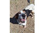 Boomhauer Treeing Walker Coonhound Adult Male