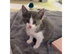 Sapphire Domestic Shorthair Kitten Female