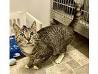 TONY DA TIGER Domestic Shorthair Adult Male