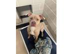 Slurpee American Pit Bull Terrier Adult Male