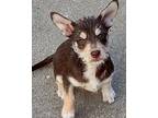 Selene Chihuahua Puppy Female