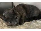 Princess (Barn Cat) Domestic Shorthair Adult Female