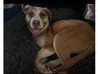 Honey Husky Young Female