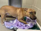 Sheldon American Pit Bull Terrier Young Male
