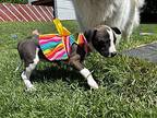 Loretta Mixed Breed (Medium) Puppy Female