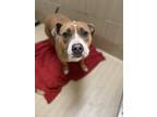 Judith American Pit Bull Terrier Adult Female