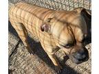 Chapo Mastiff Adult Male