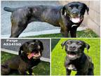 Adopt PAIGE a Cane Corso