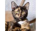 Adopt Patty a Manx, Domestic Short Hair