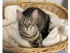 Adopt Coonah a Domestic Short Hair