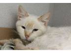 Adopt GRACE* a Siamese, Domestic Short Hair