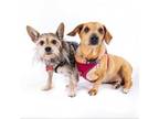 Adopt Casserole 11848 a Dachshund