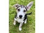 Adopt DORA a Siberian Husky, Mixed Breed