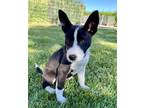 Adopt BEA a Siberian Husky, Mixed Breed