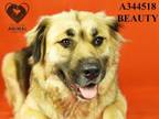 Adopt BEAUTY a Australian Shepherd, German Shepherd Dog