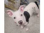 Adopt MAISY a Dogo Argentino, Pit Bull Terrier