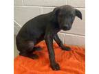 Adopt OFELIA a Cane Corso, Mixed Breed