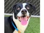 Adopt TESS a Border Collie