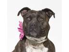Adopt TIANA a Pit Bull Terrier, Mixed Breed