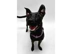 Adopt KENDRA a Dutch Shepherd, Pit Bull Terrier