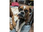 Adopt CHEEKY a Boxer