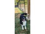 Adopt Poly a Newfoundland Dog, Australian Shepherd